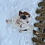 Snow, Dog, Carnivore, Pet Supply, Fawn, Companion dog, Wood, Collar, Dog breed, Dog Supply, Freezing, Dog Collar, Winter, Fence, Door, Working Animal, Football, Furry friends, Paw