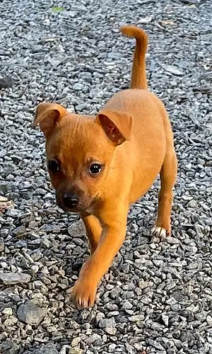 Name Chihuahua Dog Chewbacca