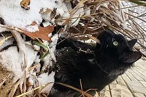 Winter Maine Coon Cat Binx
