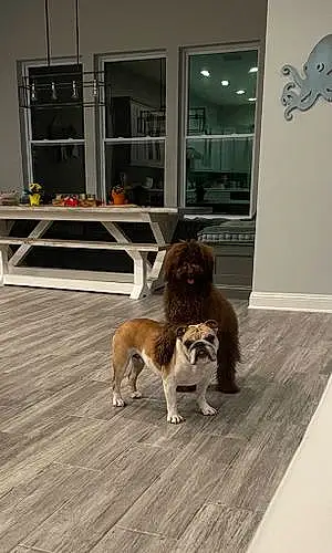 Bulldog Dog Rosie And Charlie