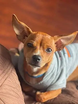 Chihuahua Dog Nino