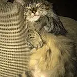 Cat, Felidae, Carnivore, Whiskers, Small To Medium-sized Cats, Fawn, Snout, Tail, Paw, Domestic Short-haired Cat, Furry friends, Claw, Terrestrial Animal, Darkness, Comfort, Sitting, Maine Coon