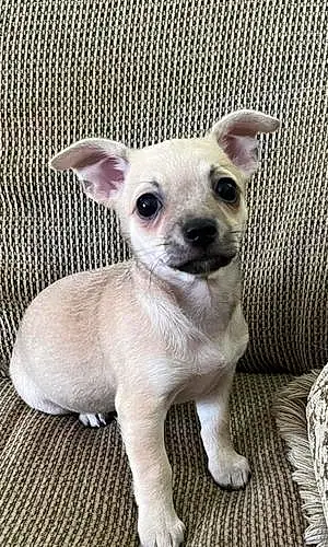 Name Chihuahua Dog Gabby