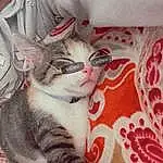 Cat, Carnivore, Felidae, Window, Small To Medium-sized Cats, Whiskers, Comfort, Furry friends, Domestic Short-haired Cat, Paw, Linens, Tail, Cat Supply, Photo Caption, Claw, Pattern