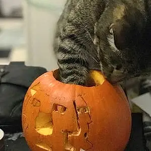 Halloween Cat Esmond