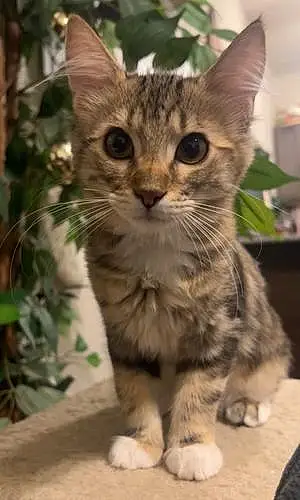 Name Tabby Cat Aurora