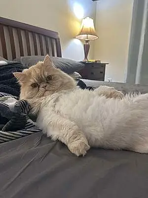 Persian Cat Nilo