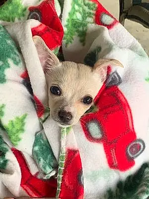 Name Chihuahua Dog August