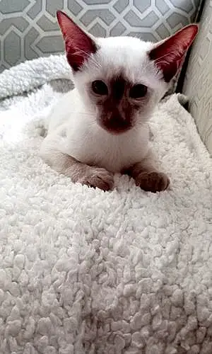 Name Siamese Cat Bentley
