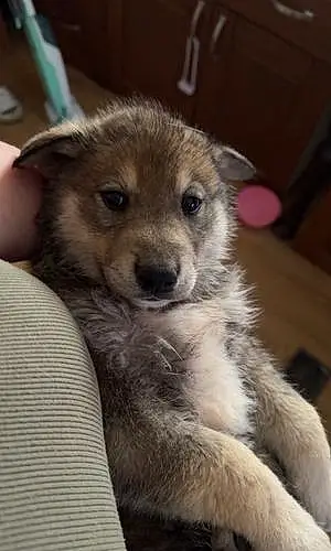 Name Czech Wolfdog Dog Grizz