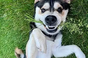Name Alaskan Klee Kai Dog Alpha