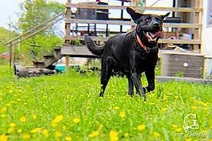 Name Labrador Retriever Dog Boe