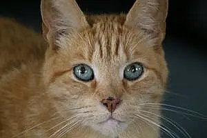 Name American Shorthair Cat Blondie