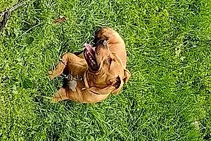 Name Pit Bull Terrier Dog Drako