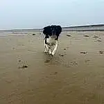 Dog, Sky, Water, Dog breed, Carnivore, Beach, Companion dog, Horizon, Working Animal, Sand, Wind Wave, Fun, Herding Dog, Landscape, Ocean, Coast, Gun Dog, Canidae, Wave