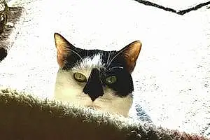 Winter American Shorthair Cat Sapphire