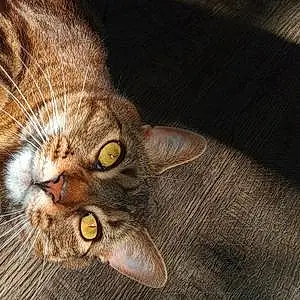 Bengal Cat Dexter
