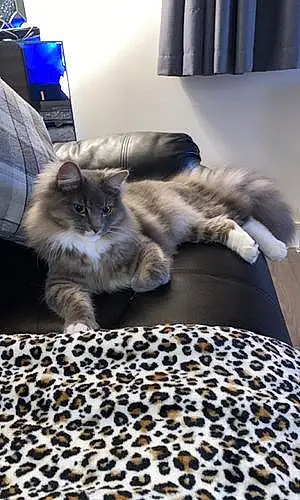 Siberian Cat Loki