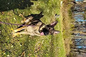 German Shepherd Dog Halo