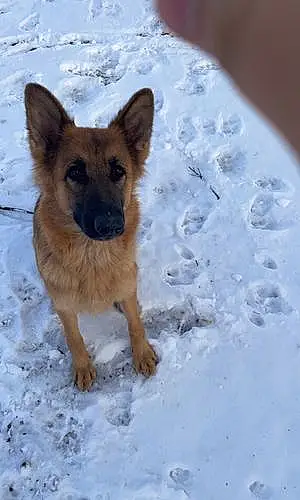 Winter German Shepherd Dog Zola