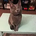 Cat, Russian blue, Carnivore, Fawn, Sculpture, Whiskers, Felidae, Table, Rectangle, Snout, Plant, Small To Medium-sized Cats, Domestic Short-haired Cat, Tail, Terrestrial Animal, Furry friends, Black cats, Art, Box, Comfort
