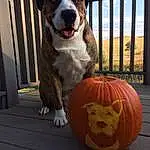 Dog breed, Pumpkin, Dog, Snout, Halloween