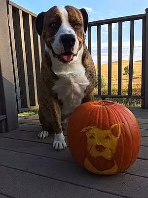 Halloween Dog Rocky