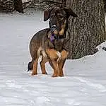 Dog, Snow, Dog breed, Carnivore, Collar, Working Animal, Fawn, Dog Collar, Dog Supply, Pet Supply, Freezing, Winter, Companion dog, Liver, Tree, Tail, Hound, Guard Dog, Working Dog