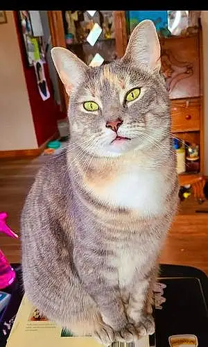 Tabby Cat Penny