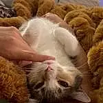 Cat, Felidae, Carnivore, Small To Medium-sized Cats, Whiskers, Ear, Comfort, Fawn, Snout, Plant, Furry friends, Paw, Domestic Short-haired Cat, Tail, Nap, Claw, Companion dog, Sleep, Canidae