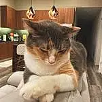 Cat, Eyes, Felidae, Carnivore, Small To Medium-sized Cats, Whiskers, Comfort, Fawn, Snout, Tail, Lamp, Picture Frame, Domestic Short-haired Cat, Paw, Pet Supply, Furry friends, Cat Supply, Sitting, Box, Light Fixture