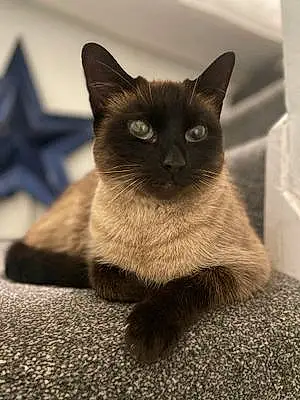Name Persian Cat Derek