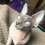 Eyes, Carnivore, Felidae, Ear, Grey, Dog breed, Whiskers, Fawn, Small To Medium-sized Cats, Comfort, Snout, Companion dog, Terrestrial Animal, Toy, Furry friends, Canidae, Working Animal, Non-sporting Group, Russian blue