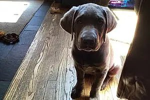 Name Labrador Retriever Dog August