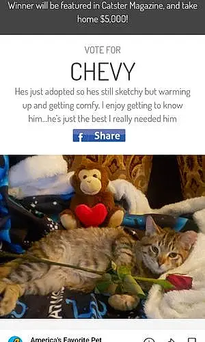 Name Tabby Cat Chevy
