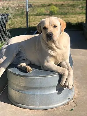 Name Labrador Retriever Dog Baylor