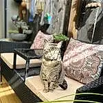Cat, Felidae, Carnivore, Small To Medium-sized Cats, Grey, Whiskers, Wood, Art, Tail, Domestic Short-haired Cat, Furry friends, Metal, Comfort, Sitting, Room, Pattern, Street