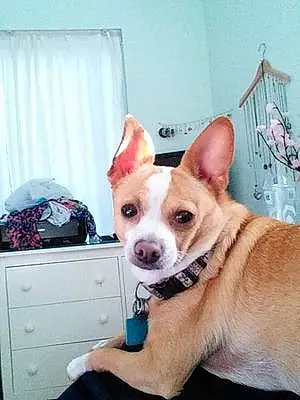 Name Chihuahua Dog Chiquita