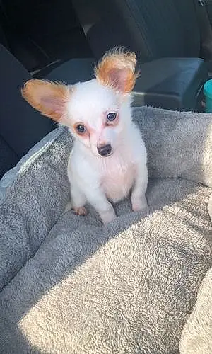 Name Chihuahua Dog Dipper