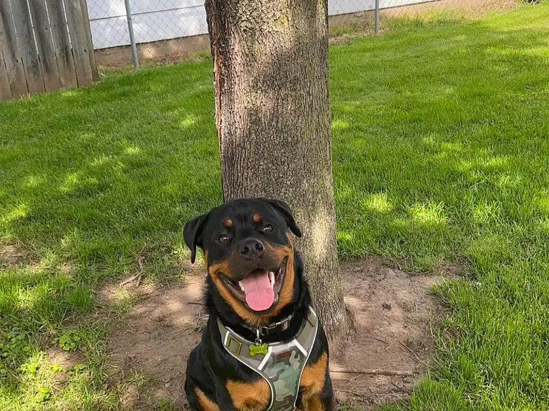 Dog, Dog breed, Carnivore, Plant, Companion dog, Fawn, Grass, Wood, Tail, Pet Supply, Rottweiler, Tree, Groundcover, Trunk, Canidae, Working Animal, Guard Dog, Collar, Working Dog
