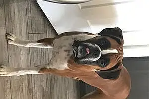 Boxer Dog Axel