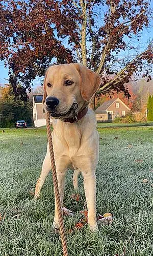 Name Labrador Retriever Dog Brady