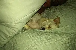 Name Chihuahua Dog Butterball