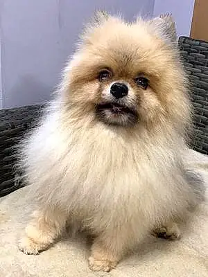Name Pomeranian Dog Fozzie