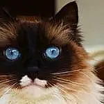 Cat, Whiskers, Birman, Nose, Domestic long-haired cat, Ragdoll, Domestic short-haired cat
