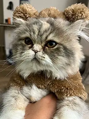 Name Persian Cat Elsa