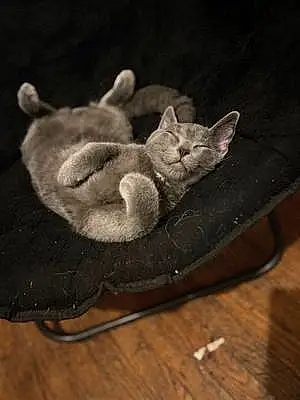 Chartreux Cat Spaz