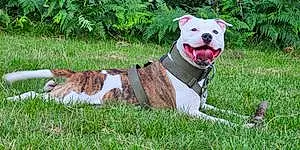 Name Staffordshire Bull Terrier Dog Bronson