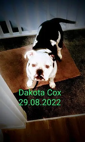 Name Dog Dakota