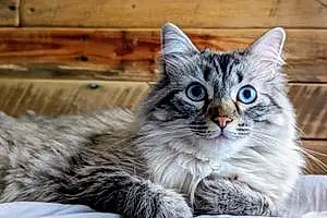 Name Cat Baxter